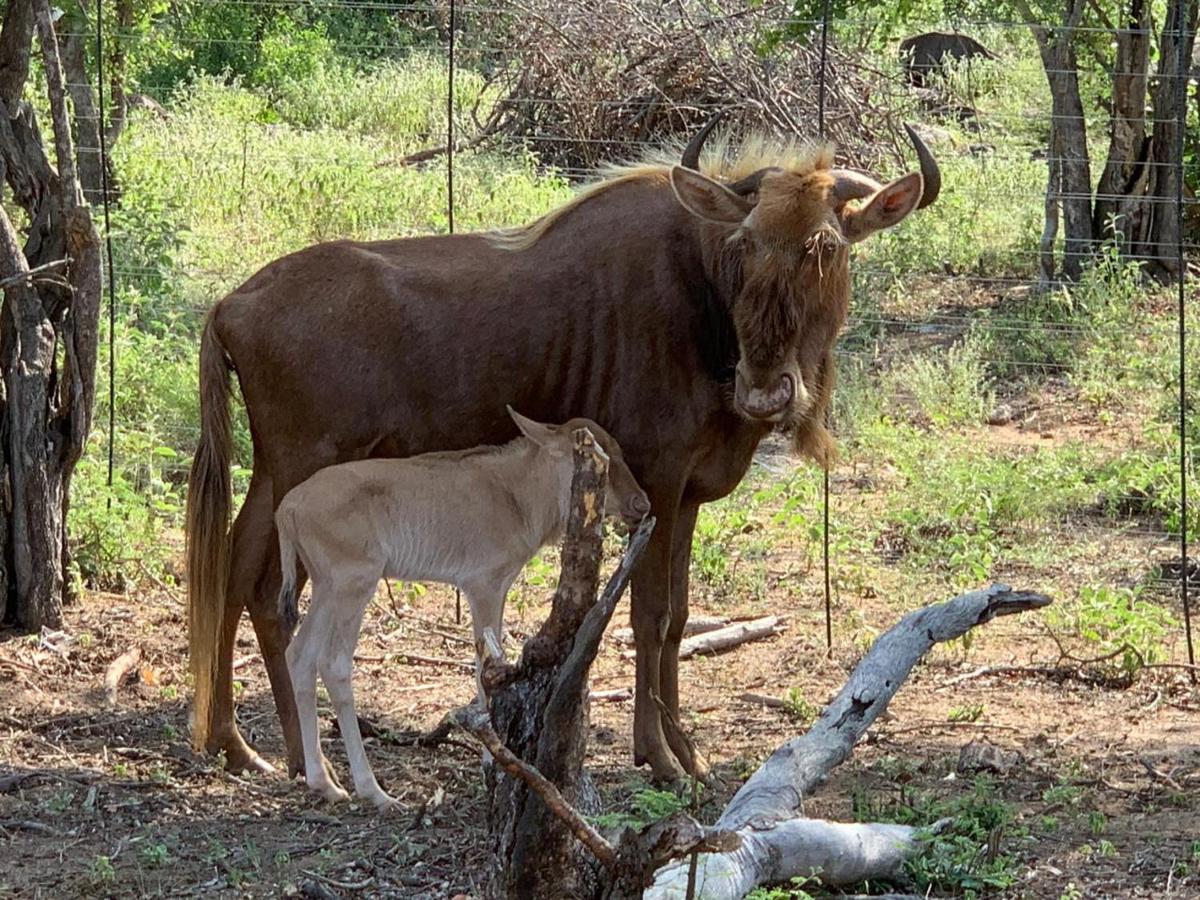 Hippomoon Lodge Game Reserve Hoedspruit Zewnętrze zdjęcie