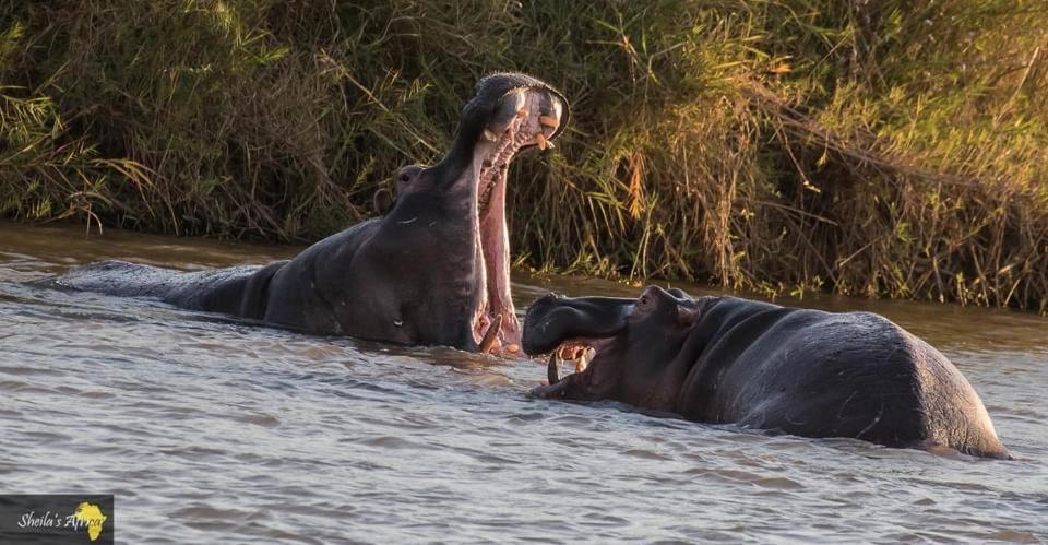 Hippomoon Lodge Game Reserve Hoedspruit Zewnętrze zdjęcie
