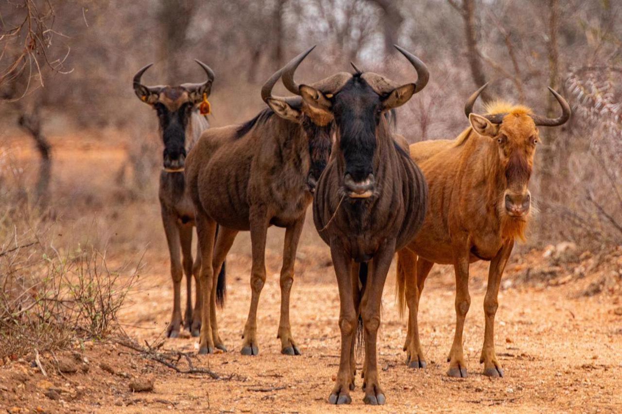 Hippomoon Lodge Game Reserve Hoedspruit Zewnętrze zdjęcie